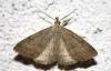Pechipogo strigilata